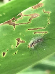 Schistophleps bipuncta