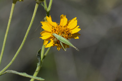 Oecanthus