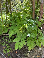 Actaea rubra