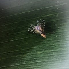 Campiglossa sororcula