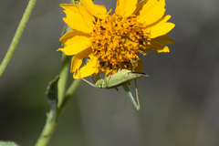 Oecanthus