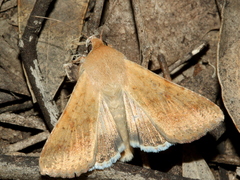 Helicoverpa punctigera
