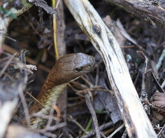 Notechis scutatus