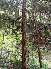 Libocedrus plumosa