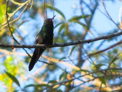 Riccordia swainsonii