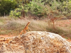 Sitana marudhamneydhal