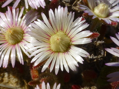 Drosanthemum hispifolium