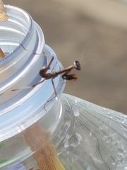 Pseudomantis albofimbriata