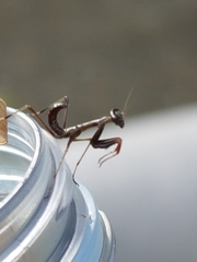 Pseudomantis albofimbriata