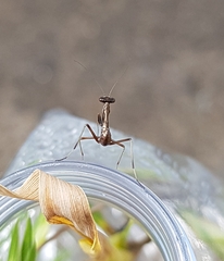 Pseudomantis albofimbriata