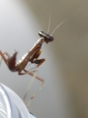 Pseudomantis albofimbriata