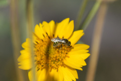 Cockerellia