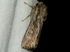 Persectania dyscrita