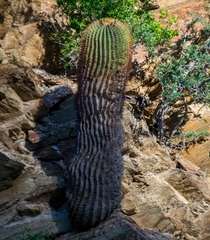 Ferocactus diguetii diguetii