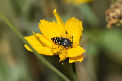 Acmaeodera disjuncta