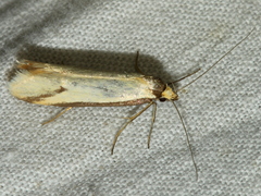 Philobota protecta