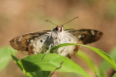 Caprona ransonnettii