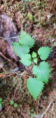 Urtica sykesii