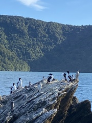 Leucocarbo carunculatus