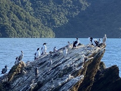 Leucocarbo carunculatus