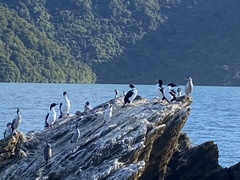 Leucocarbo carunculatus