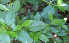 Geniostoma ligustrifolium ligustrifolium