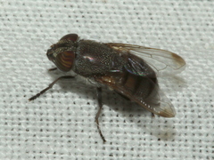 Stomorhina