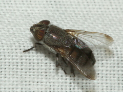 Stomorhina
