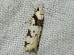 Sympoecila delotypa