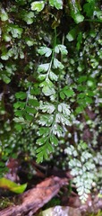 Asplenium cimmeriorum