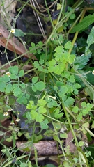 Corydalis