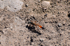 Ammophila placida