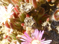 Drosanthemum hispifolium