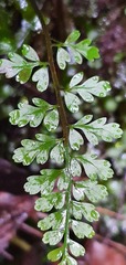Asplenium cimmeriorum