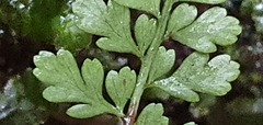 Asplenium cimmeriorum
