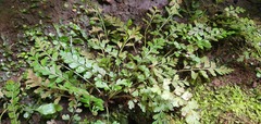 Asplenium cimmeriorum
