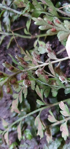 Asplenium cimmeriorum (Asplenium cimmeriorum)