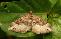 Xanthorhoe