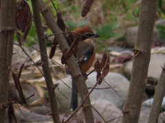 Lanius bucephalus