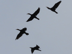 Phalacrocorax carbo