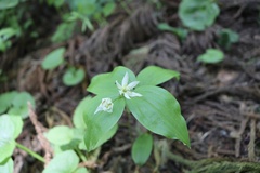 Disporum smilacinum