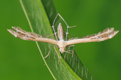 Stangeia xerodes