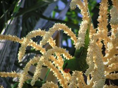 Trichoglossus chlorolepidotus