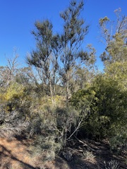 Allocasuarina verticillata