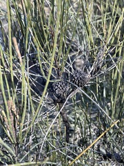 Allocasuarina verticillata