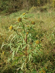Bidens radiata