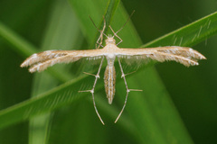 Stangeia xerodes