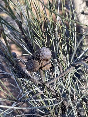 Allocasuarina verticillata