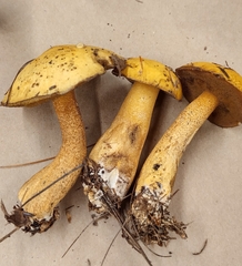 Suillus punctipes