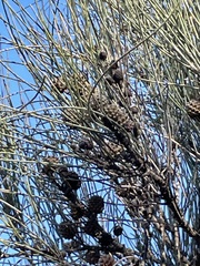 Allocasuarina verticillata